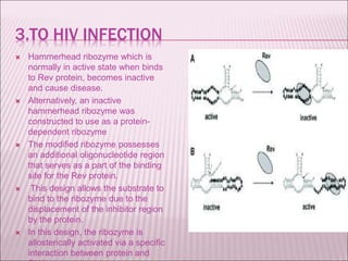 3.TO HIV INFECTION
 Hammerhead ribozyme which is
normally in active state when binds
to Rev protein, becomes inactive
and cause disease.
 Alternatively, an inactive
hammerhead ribozyme was
constructed to use as a protein-
dependent ribozyme
 The modified ribozyme possesses
an additional oligonucleotide region
that serves as a part of the binding
site for the Rev protein.
 This design allows the substrate to
bind to the ribozyme due to the
displacement of the inhibitor region
by the protein.
 In this design, the ribozyme is
allosterically activated via a specific
interaction between protein and
 