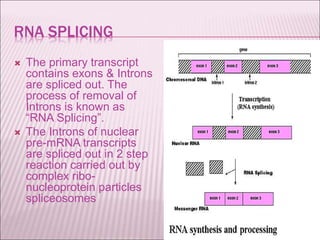RNA SPLICING
 The primary transcript
contains exons & Introns
are spliced out. The
process of removal of
Introns is known as
“RNA Splicing”.
 The Introns of nuclear
pre-mRNA transcripts
are spliced out in 2 step
reaction carried out by
complex ribo-
nucleoprotein particles
spliceosomes
 
