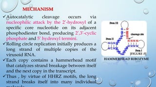 Ribozyme | PPTX