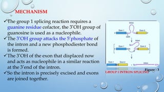 MECHANISM
The group 1 splicing reaction requires a
guanine residue cofactor, the 3’OH group of
guanosine is used as a nuc...