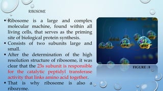 RIBOSOME
 Ribosome is a large and complex
molecular machine, found within all
living cells, that serves as the priming
si...