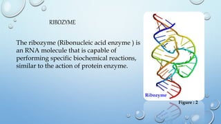 RIBOZYME
The ribozyme (Ribonucleic acid enzyme ) is
an RNA molecule that is capable of
performing specific biochemical rea...