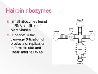 Ribozyme | PPTX