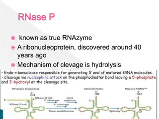  known as true RNAzyme
 A ribonucleoprotein, discovered around 40
years ago
 Mechanism of clevage is hydrolysis
 