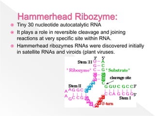  Tiny 30 nucleotide autocatalytic RNA
 It plays a role in reversible cleavage and joining
reactions at very specific site within RNA.
 Hammerhead ribozymes RNAs were discovered initially
in satellite RNAs and viroids (plant viruses.
 