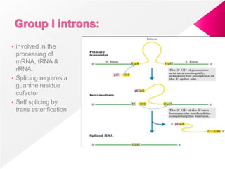 • involved in the
processing of
mRNA, tRNA &
rRNA.
• Splicing requires a
guanine residue
cofactor
• Self splicing by
trans esterification
 