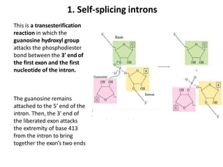This is a transesterification
reaction in which the
guanosine hydroxyl group
attacks the phosphodiester
bond between the 3′ end of
the first exon and the first
nucleotide of the intron.
The guanosine remains
attached to the 5′ end of the
intron. Then, the 3′ end of
the liberated exon attacks
the extremity of base 413
from the intron to bring
together the exon’s two ends
1. Self-splicing introns
 