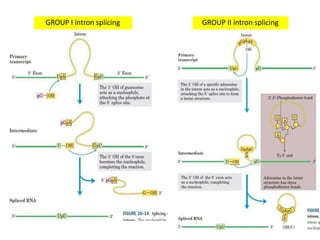 GROUP I intron splicing GROUP II intron splicing
 