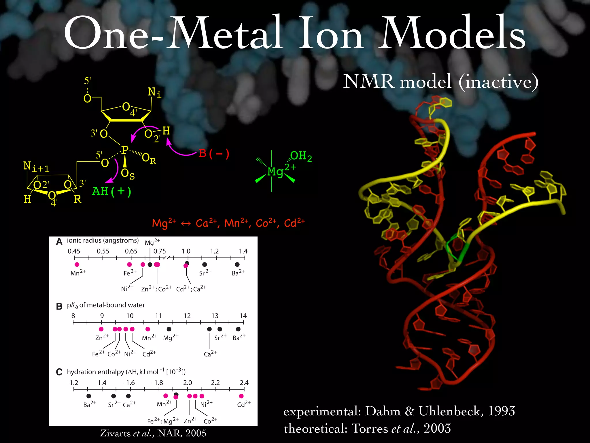 One-Metal Ion Models
            5'
                             Ni
                                                                                       NMR model (inactive)
            O
                       O4'
             3' O            O 2' H
                 5'   P                   B(-)                       OH2
                  O          OR
Ni+1                                                          Mg2+
              OS
 O 2' O 3' AH(+)
H O R4'
    630   Nucleic Acids Research, 2005, Vol. 33, No. 2
                                Mg2+          Ca2+, Mn2+,   Co2+, Cd2+
                                                             more readily among CN of 4, 5 or 6. It should be noted cobalt
                                                             hexamine fails to induce activity with either class II or class IV
                                                             ribozymes (data not shown), which is consistent with the inner
                                                             sphere coordination of the metal ion.
                                                                The characteristics described previously are also related to
                                                             the ‘hard’ or ‘soft’ character of metals. In describing metals,
                                                             hard generally indicates an electron cloud that is difﬁcult to
                                                             deform and has low polarization potential, while soft generally
                                                             indicates an easily deformable electron cloud that permits
                                                             high polarization and favors bonding interactions of a more
                                                             covalent character. Figure 8D plots Z/r versus I2, the second
                                                             ionization constant, and is one way of representing hard versus
                                                             soft nature (32). It is striking from this ﬁgure that the Class II
                                                             switch has a binding pocket that recognizes a cluster of
                                                             ‘borderline’ metals (and Cd2+ which is considered a soft
                                                             metal). This characteristic is perhaps best for explaining the
                                                             high level of discrimination against Mg2+, while allowing a
                                                             cluster of borderline metals to act as activators. It may be that
                                                             relatively small binding motifs can be created, which recogn-
                                                             ize metals based on their hard-soft character.
                                                                   experimental: Dahm & Uhlenbeck, 1993
                                                             The commonality of divalent metal binding pockets

                  Zivarts et al., NAR, 2005
                                                             in RNAtheoretical: Torres et al., 2003
                                                             The particular type of metal-binding pockets that presumably
 