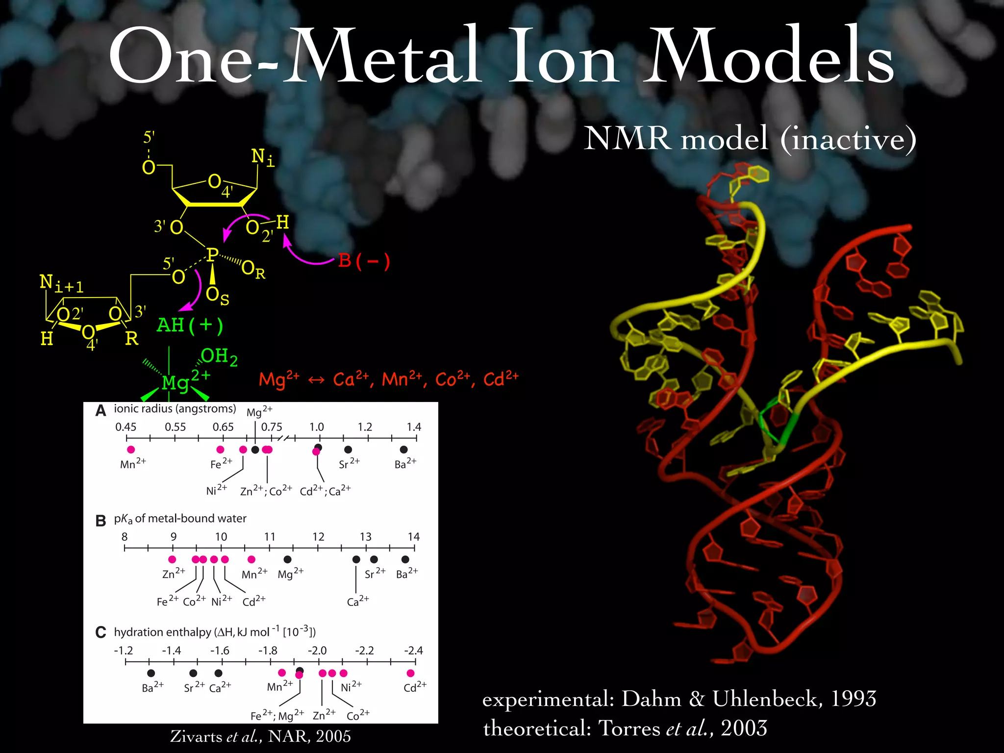 One-Metal Ion Models
              5'
                               Ni
                                                                                    NMR model (inactive)
              O
                         O4'
                3' O           O 2' H
                   5'   P                  B(-)
                 O             OR
Ni+1
                       OS
 O 2' O 3' AH(+)
H O R4'
                      OH2
      630 Nucleic Acids Research, 2005, Vol. 33, No. 2
                Mg2+            Mg2+          Ca2+, Mn2+, Co2+, Cd2+
                                                          more readily among CN of 4, 5 or 6. It should be noted cobalt
                                                          hexamine fails to induce activity with either class II or class IV
                                                          ribozymes (data not shown), which is consistent with the inner
                                                          sphere coordination of the metal ion.
                                                             The characteristics described previously are also related to
                                                          the ‘hard’ or ‘soft’ character of metals. In describing metals,
                                                          hard generally indicates an electron cloud that is difﬁcult to
                                                          deform and has low polarization potential, while soft generally
                                                          indicates an easily deformable electron cloud that permits
                                                          high polarization and favors bonding interactions of a more
                                                          covalent character. Figure 8D plots Z/r versus I2, the second
                                                          ionization constant, and is one way of representing hard versus
                                                          soft nature (32). It is striking from this ﬁgure that the Class II
                                                          switch has a binding pocket that recognizes a cluster of
                                                          ‘borderline’ metals (and Cd2+ which is considered a soft
                                                          metal). This characteristic is perhaps best for explaining the
                                                          high level of discrimination against Mg2+, while allowing a
                                                          cluster of borderline metals to act as activators. It may be that
                                                          relatively small binding motifs can be created, which recogn-
                                                          ize metals based on their hard-soft character.
                                                                experimental: Dahm & Uhlenbeck, 1993
                                                          The commonality of divalent metal binding pockets

                    Zivarts et al., NAR, 2005
                                                          in RNAtheoretical: Torres et al., 2003
                                                          The particular type of metal-binding pockets that presumably
 