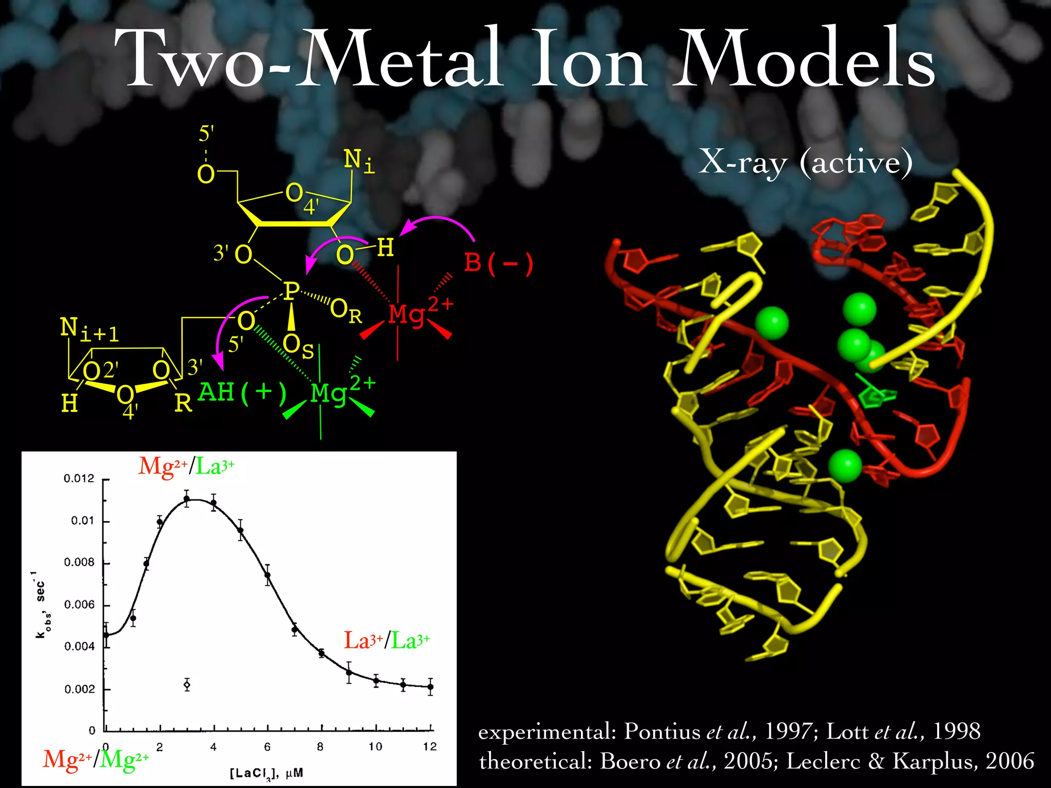 ound water in the fully hydrated La3ϩ ion, the low kobs for


                Two-Metal Ion Models
  cleavage reaction involving the La3ϩ ion in both positions
not compatible with the observed correlation between the
 a of a water bound to a metal ion and the kobs produced by
ferent divalent metal ions. That correlation has been inter-
 ted in the metal hydroxide model (Fig. 4) as an effect on
                            5'
  concentration of the aqueous metal hydroxide, which then
                          O
                                             N
 ves as a Brønsted base in the abstraction of the proton from
                                                i
  2Ј-oxygen. We have argued (12) that this logic is flawed,
                                                                                       X-ray (active)
                                     O
  ause the metal hydroxide complexes4'    formed with metal
 s with lower pKa values are weaker bases and, therefore,
                               O            O H
  uld be less able to abstract3' 2Ј-OH proton, despite their
                               the
                                                            B(-)
 ater concentration. This conclusion is supported by the data
                                     P
 sented in Fig. 3 because the pKa of the 2Ј-OH is two or more
                                           O       Mg   2+
 a units higher than those of any of the aqueous metal ions
                                O              R
        N
died, making the metal hydroxide poorly suited to the task
            i+1
                                 has O
deprotonating the 2Ј-OH. It 5' been convincingly shown
                                         S
            O   2'   O
 t proton transfer does 3' occur in the rate-determining
                           not                 2+
        H       O
                   4'    R AH(+) Mg
p of the ribozyme cleavage reaction (30). The observed pH
pendence and the correlation between the pKa values of the
ueous metal ions and kobs must, therefore, reflect the effects
                    Mg2+/La3+




                                             La3+/La3+


                                                                 experimental: Pontius et al., 1997; Lott et al., 1998
      Mg2+/Mg2+                                                  theoretical: Boero et al., 2005; Leclerc & Karplus, 2006
 