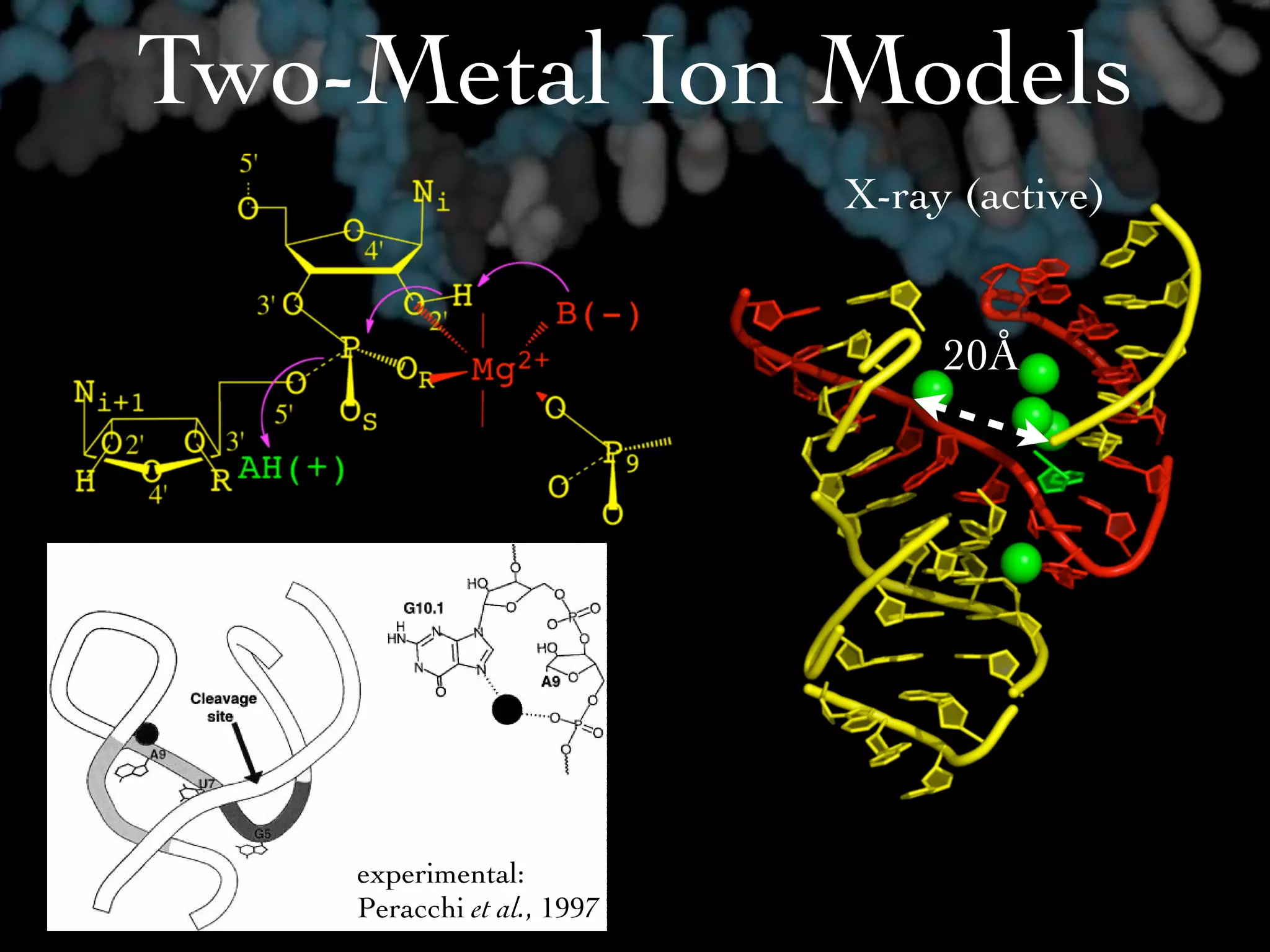 Two-Metal Ion Models
                                                      X-ray (active)


                                                                  20Å


    A Specific Metal Ion in the Hammerhead Ribozyme                                        26823
                            longest time courses (48 –96 h). Each phase of the time course was
                              10-fold faster at pH 7.5 than at pH 6.5, as expected if each process
                            were limited by the chemical step (15). Finally, purification of this
                            phosphorothioate-substituted HH16 by anion exchange HPLC (8) re-
                            sulted in partial separation of ribozyme forms such that the two phases
                            had identical rate constants to those observed in the racemic mixture
                            but different relative amplitudes (one fraction gave 0.8 of the fast
                            component and 0.2 of the slow, whereas a second fraction gave 0.2 of the
                            fast and 0.8 of the slow).
                               Rates and relative amplitudes of the two phases for reactions in 10
                            mM Mg2⌅ did not change upon addition of 0.2 mM EDTA or 2 mM
                            dithiothreitol to the reaction mixture, suggesting that neither kinetic
                            process depended on the presence of contaminating metal ions. In
                            reactions with added Cd2⌅, the concentration of EDTA carried over
                            from the ribozyme and substrate stocks was ⌃15 nM.

    experimental:                                          RESULTS
    Peracchi et al., 1997     We have used two different hammerhead ribozyme con-
                            structs, HH⇥1 and HH16 (Scheme 1), in testing the role and
 
