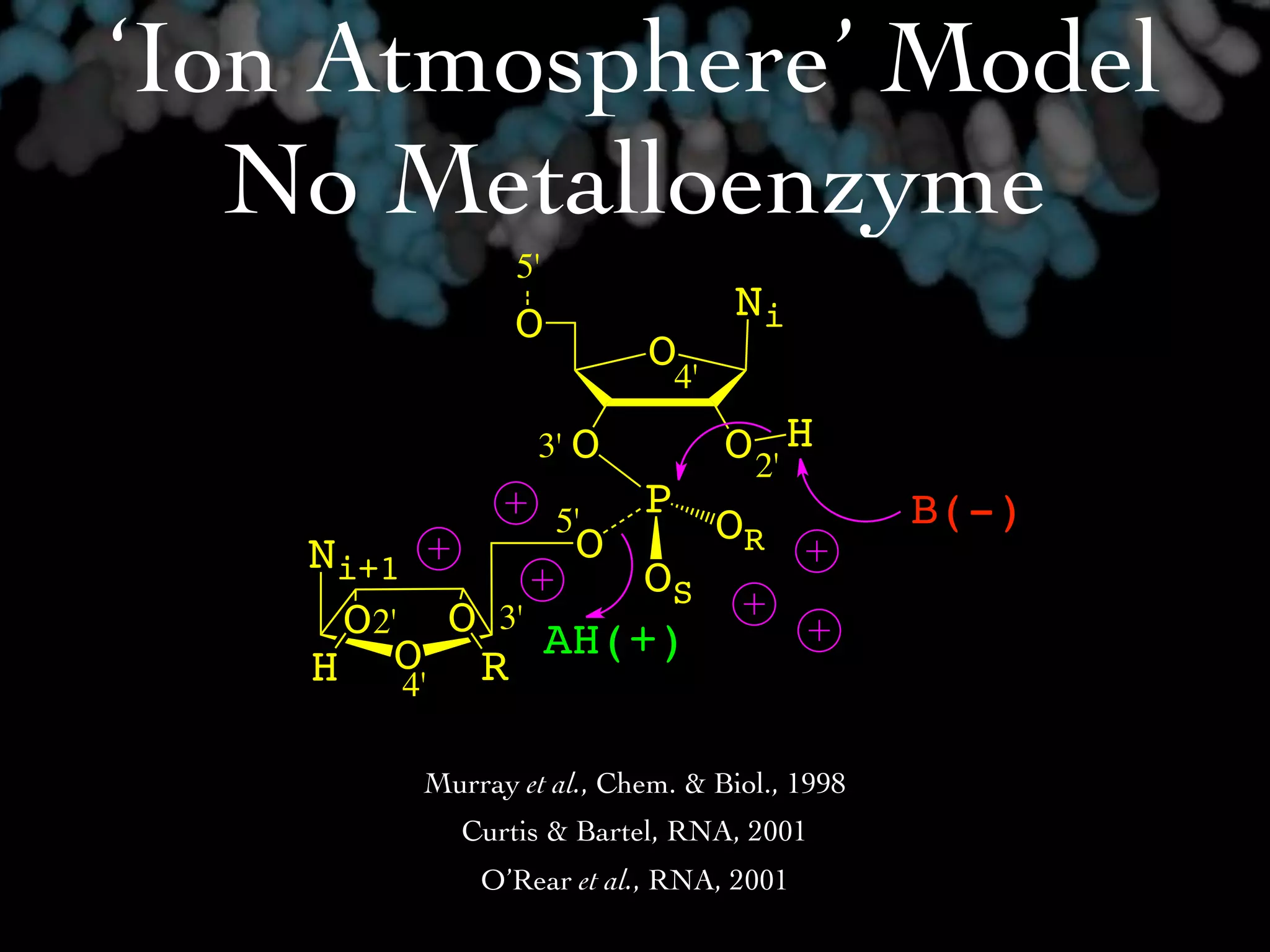 ‘Ion Atmosphere’ Model
   No Metalloenzyme
               5'
               O                  Ni
                          O
                             4'
                 3' O             O 2' H
                         P                   B(-)
               O
                    5'            OR
    Ni+1          OS
     O2' O 3' AH(+)
    H O R4'

        Murray et al., Chem. & Biol., 1998
           Curtis & Bartel, RNA, 2001
            O’Rear et al., RNA, 2001
 