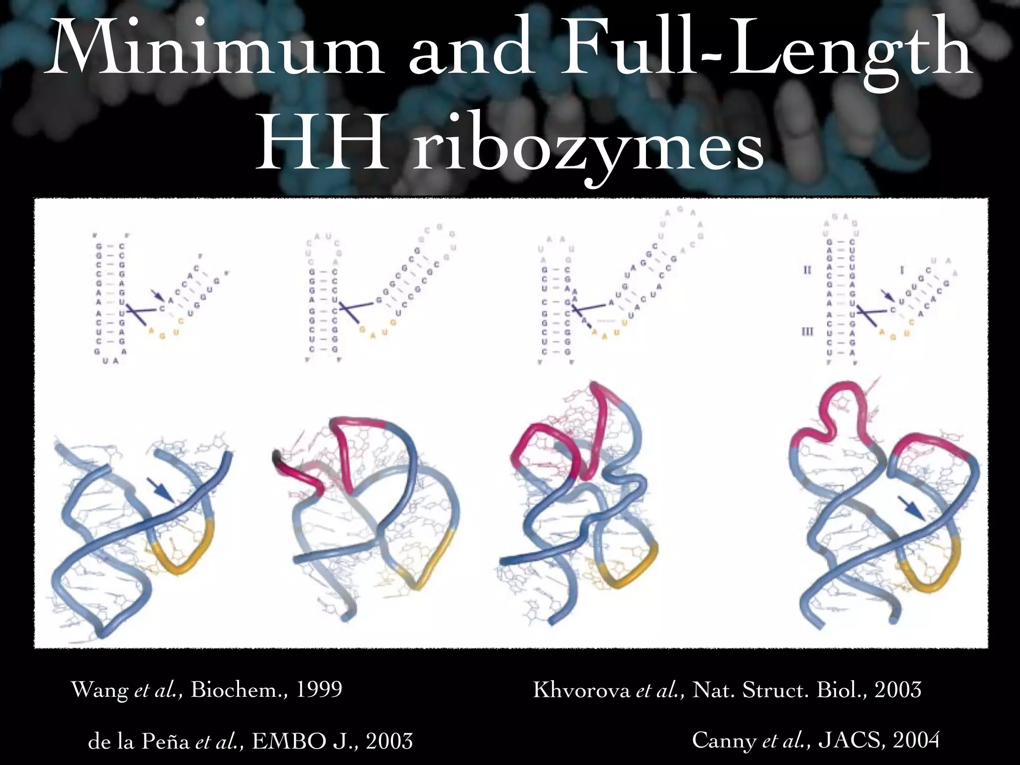 Minimum and Full-Length
     HH ribozymes




Wang et al., Biochem., 1999         Khvorova et al., Nat. Struct. Biol., 2003

 de la Peña et al., EMBO J., 2003                   Canny et al., JACS, 2004
 