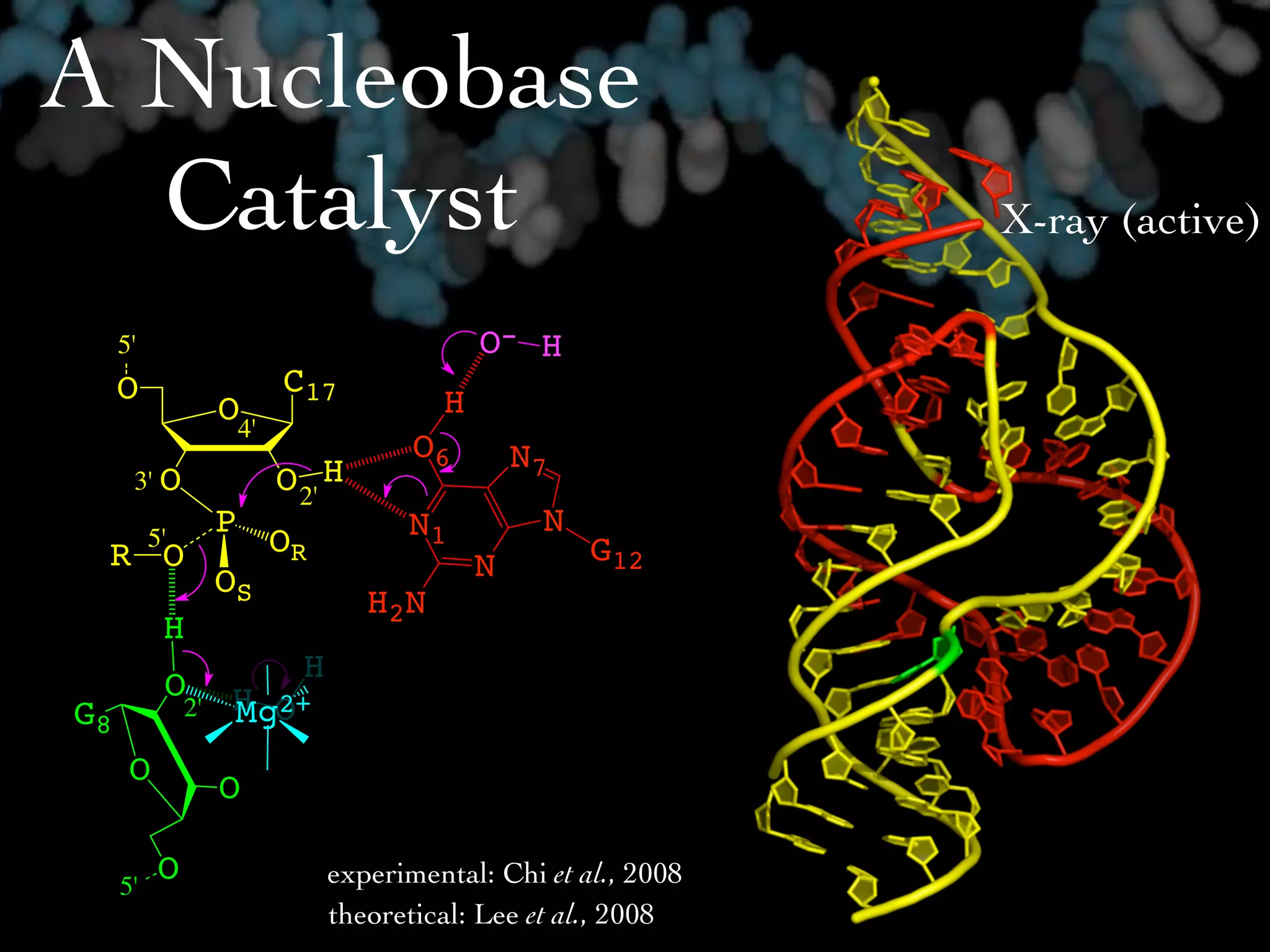 A Nucleobase
  Catalyst                                                          X-ray (active)

     5'                                         O- H
     O                       C17
                    O4'                     H
                        4'
                                          O6        N7
      3' O                   O 2' H
                    P                    N1          N
 R O
          5'                 OR                          G12
                    OS                          N
                                      H2N
           H
                               H
           O         H O
G8             2'    Mg2+
      O
                    O

     5'
           O                       experimental: Chi et al., 2008
                                   theoretical: Lee et al., 2008
 