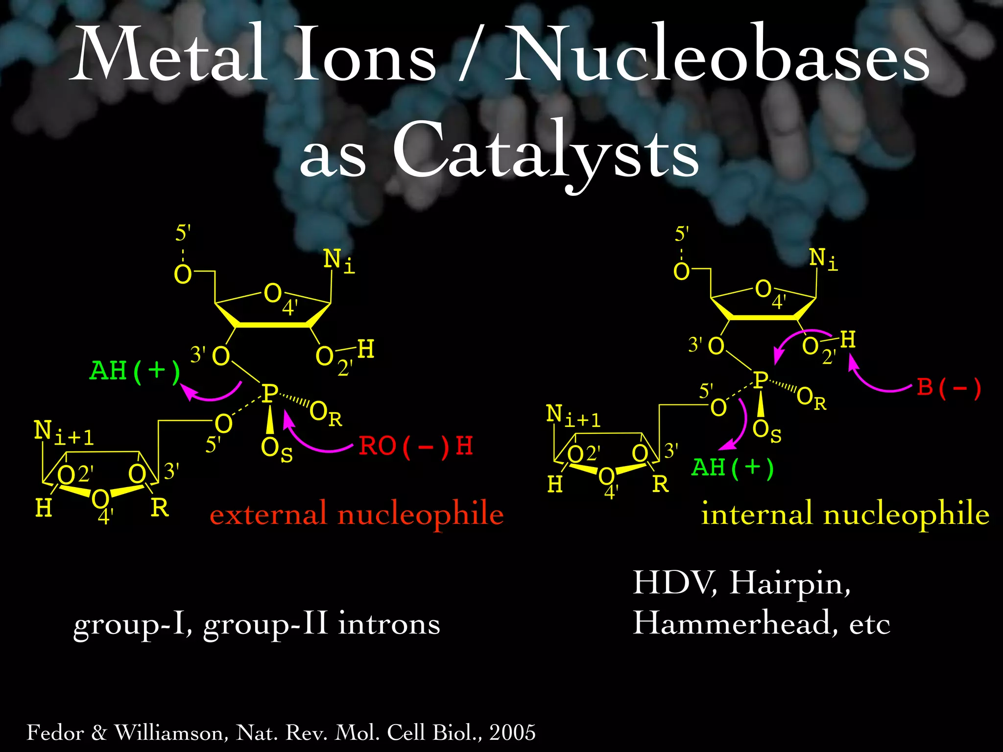 Metal Ions / Nucleobases
          as Catalysts
              5'                                              5'
                             Ni                               O               Ni
              O                                                         O4'
                       O4'
                3' O         O 2' H                            3' O           O 2' H
      AH(+)                                                             P              B(-)
                       P                                          O
                                                                   5'         OR
            O                OR                       Ni+1
Ni+1             RO(-)H
                                                                    OS
           5' OS                                       O 2' O 3' AH(+)
 O 2' O 3'                                            H O R4'
H O R external nucleophile
     4'                                                            internal nucleophile
                                                           HDV, Hairpin,
    group-I, group-II introns                              Hammerhead, etc


Fedor & Williamson, Nat. Rev. Mol. Cell Biol., 2005
 