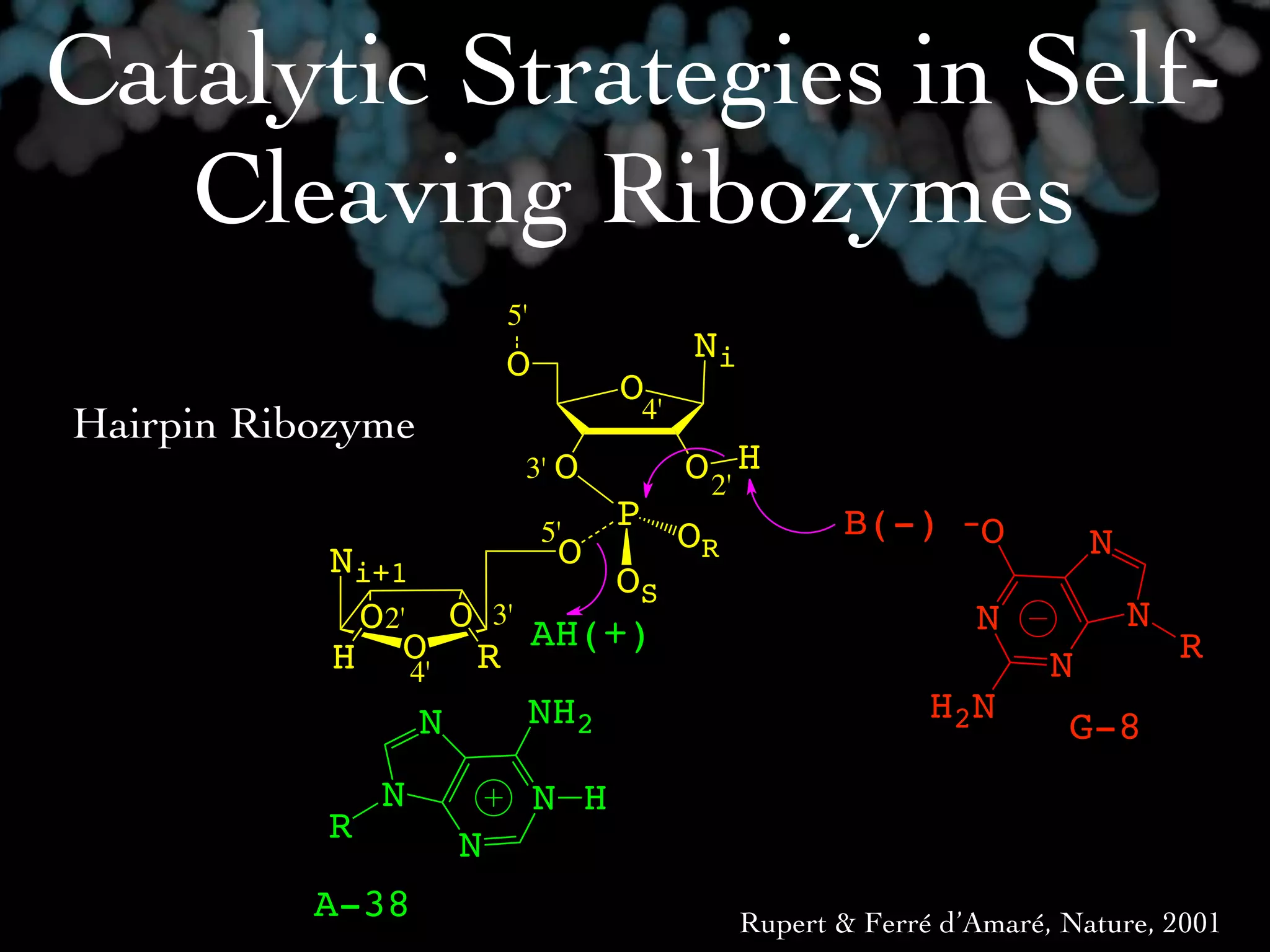 Catalytic Strategies in Self-
   Cleaving Ribozymes
                       5'
                       O                Ni
                                  O4'
Hairpin Ribozyme
                        3' O            O 2' H
                                  P                 B(-) -O
                            5'
                             O          OR                              N
           Ni+1          OS
            O2' O 3' AH(+)                                    N             N
           H O R                                                    N           R
                4'
                 N   NH2                                   H2N
                                                                     G-8
               N            N H
           R       N
           A-38                              Rupert & Ferré d’Amaré, Nature, 2001
 