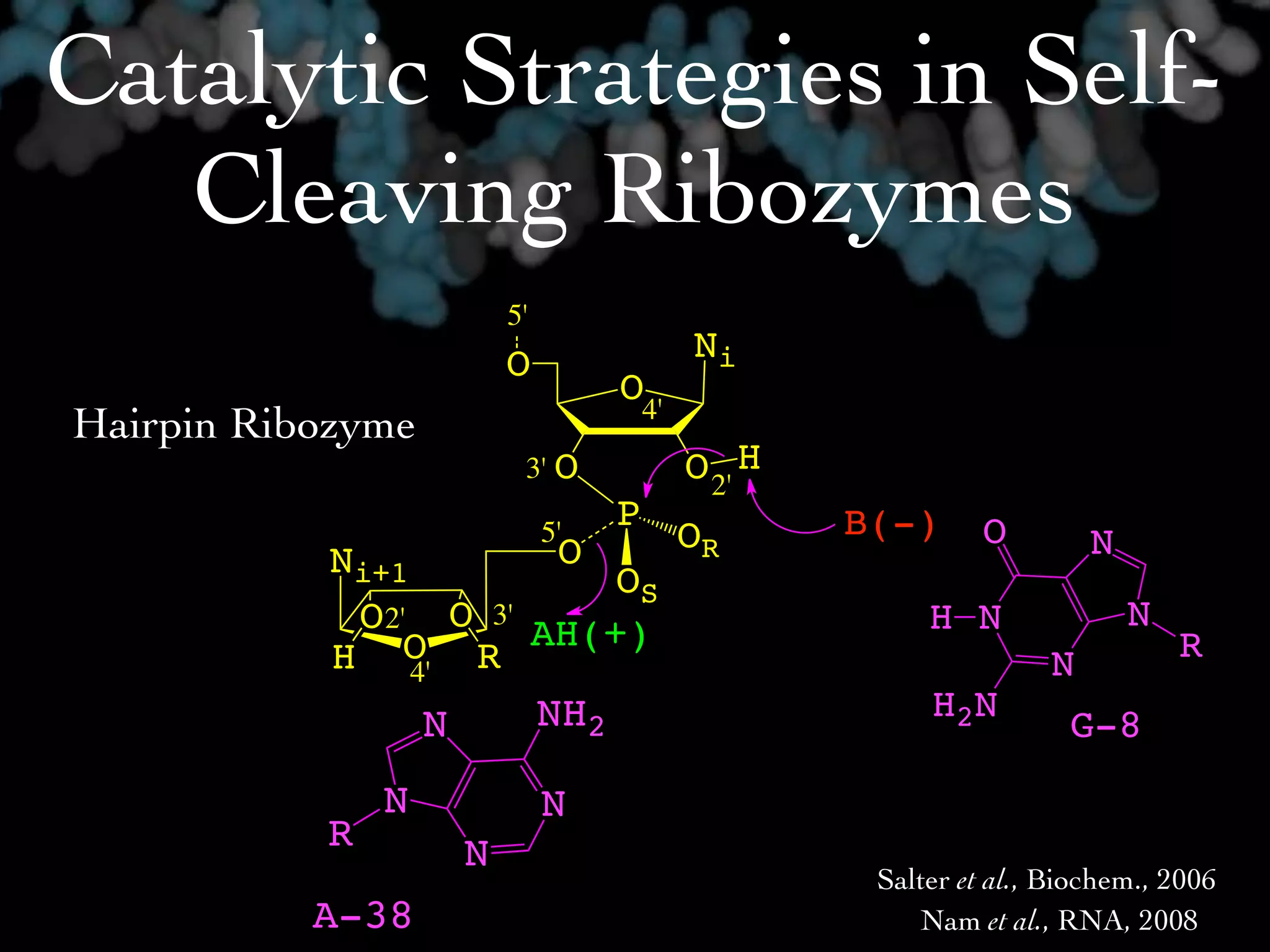 Catalytic Strategies in Self-
   Cleaving Ribozymes
                       5'
                       O               Ni
                                 O4'
Hairpin Ribozyme
                        3' O           O 2' H
                                 P              B(-)      O
                            5'
                             O         OR                          N
           Ni+1          OS
            O2' O 3' AH(+)                           H N               N
           H O R                                               N           R
                4'
                     NH2                             H2N
                 N                                               G-8
               N            N
           R       N
                                                 Salter et al., Biochem., 2006
           A-38                                     Nam et al., RNA, 2008
 