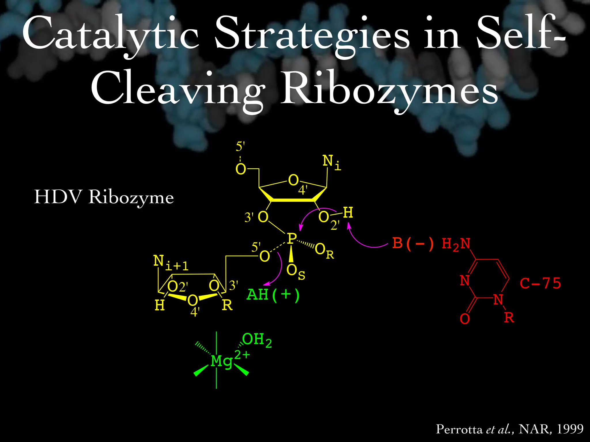 Catalytic Strategies in Self-
   Cleaving Ribozymes
                     5'
                     O               Ni
                               O4'
HDV Ribozyme
                      3' O           O 2' H
                               P              B(-) H2N
                     O
                          5'         OR
          Ni+1          OS
           O2' O 3' AH(+)                             N             C-75
          H O R                                             N
               4'                                               R
                                                      O
                      OH2
                  2+
                Mg


                                                  Perrotta et al., NAR, 1999
 