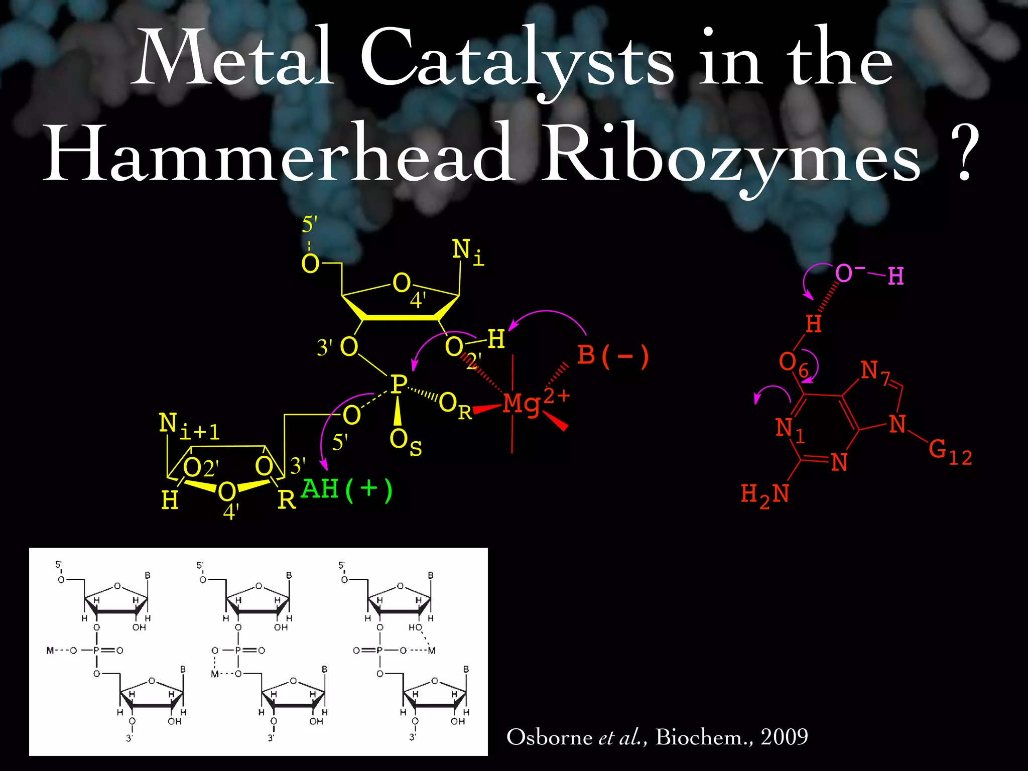 Metal Catalysts in the
     Hammerhead Ribozymes ?
                         5'
                         O                Ni
                                 O                                              O- H
                                     4'
                                                                            H
                          3' O            O 2' H     B(-)                O6
                                 P                                                  N7
                           O              OR Mg2+
                Ni+1            OS                                       N1          N
                          5'                                                             G12
                 O2' O 3'                                                       N
                H O R AH(+) et al.
                     4'
                             Osborne                                  H2N
e    Scheme 1
n
e
r
n
d
+

U
al
 z
 2                                             Osborne et al., Biochem., 2009
 