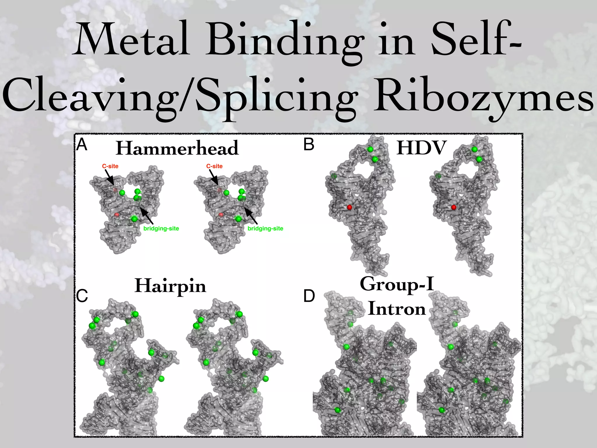 Metal Binding in Self-
Cleaving/Splicing Ribozymes
   A       Hammerhead                                    B      HDV
       C-site                   C-site




                bridging-site            bridging-site




                Hairpin                                      Group-I
   C                                                     D
                                                             Intron
 
