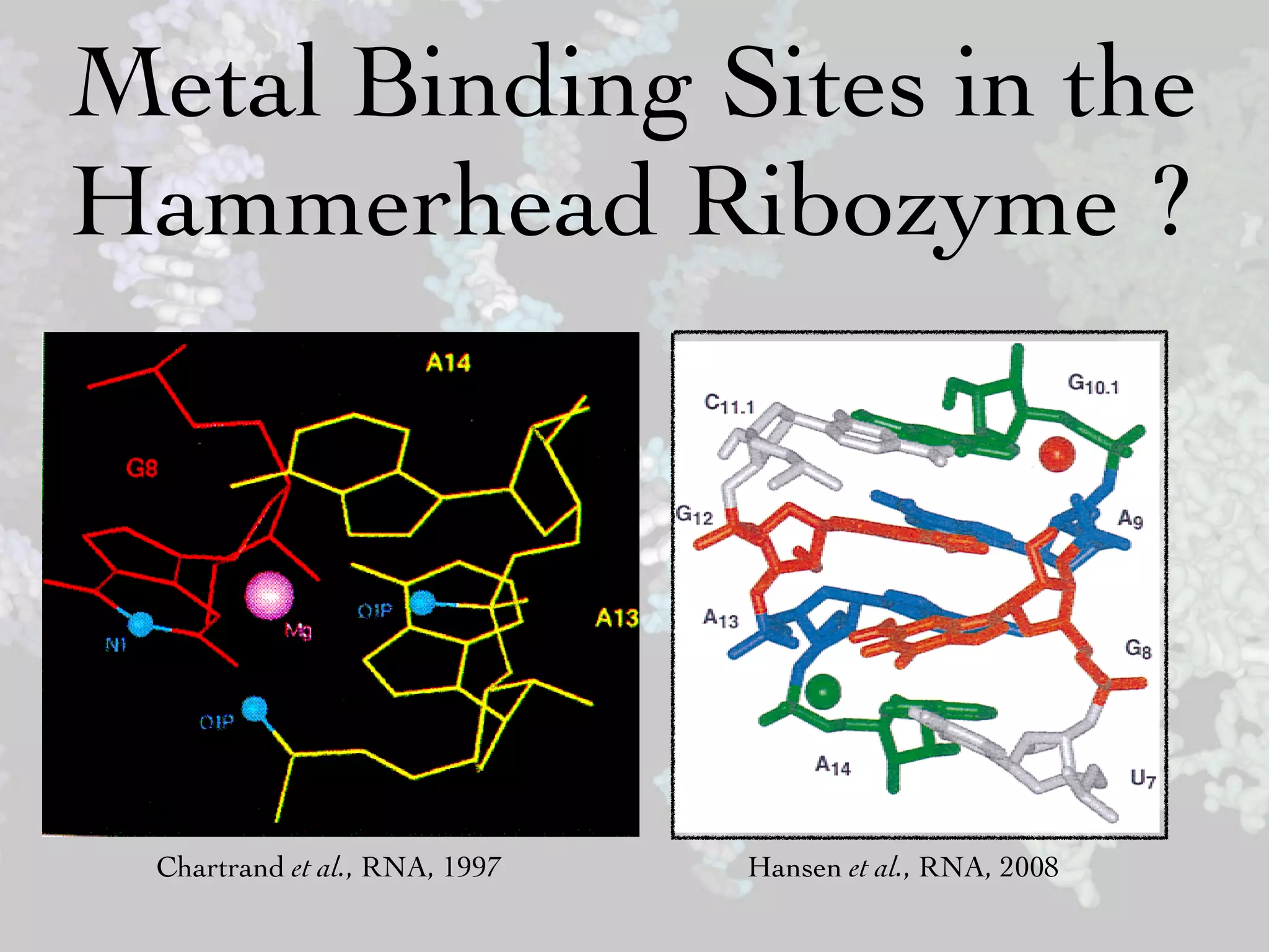 unable to rescue activity for the A13 or A14 phosphoro-      high negative potentia


Metal Binding Sites in the
  thioate substitutions (Ruffner & Uhlenbeck, 1990; Knoll      also modeled metal b
  et al+, 1997; Peracchi et al+, 1997; Scott, 1997)+ The A9    stead of the metal inte
  phosphate is part of a metal-binding site observed in        posed here (Fig+ 4), the
  the original X-ray structure of the hammerhead (Pley         with the N1 of G8 + We

Hammerhead Ribozyme ?
  et al+, 1994), where a Mn 2ϩ ion is ligated by the pro-R P   Brownian-dynamics sim




                                                                                  FIGU
                                                                                  dem
                                                                                  the h
                                                                                  high
                                                                                  ing s
                                                                                  ture
                                                                                  The
                                                                                  meta
                                                                                  phat
                                                                                  to m
                                                                                  phat
                                                                                  gand
                                                                                  resid
                                                                                  colo
                                                                                  illust
                                                                                  and

  Chartrand et al., RNA, 1997                  Hansen et al., RNA, 2008
 
