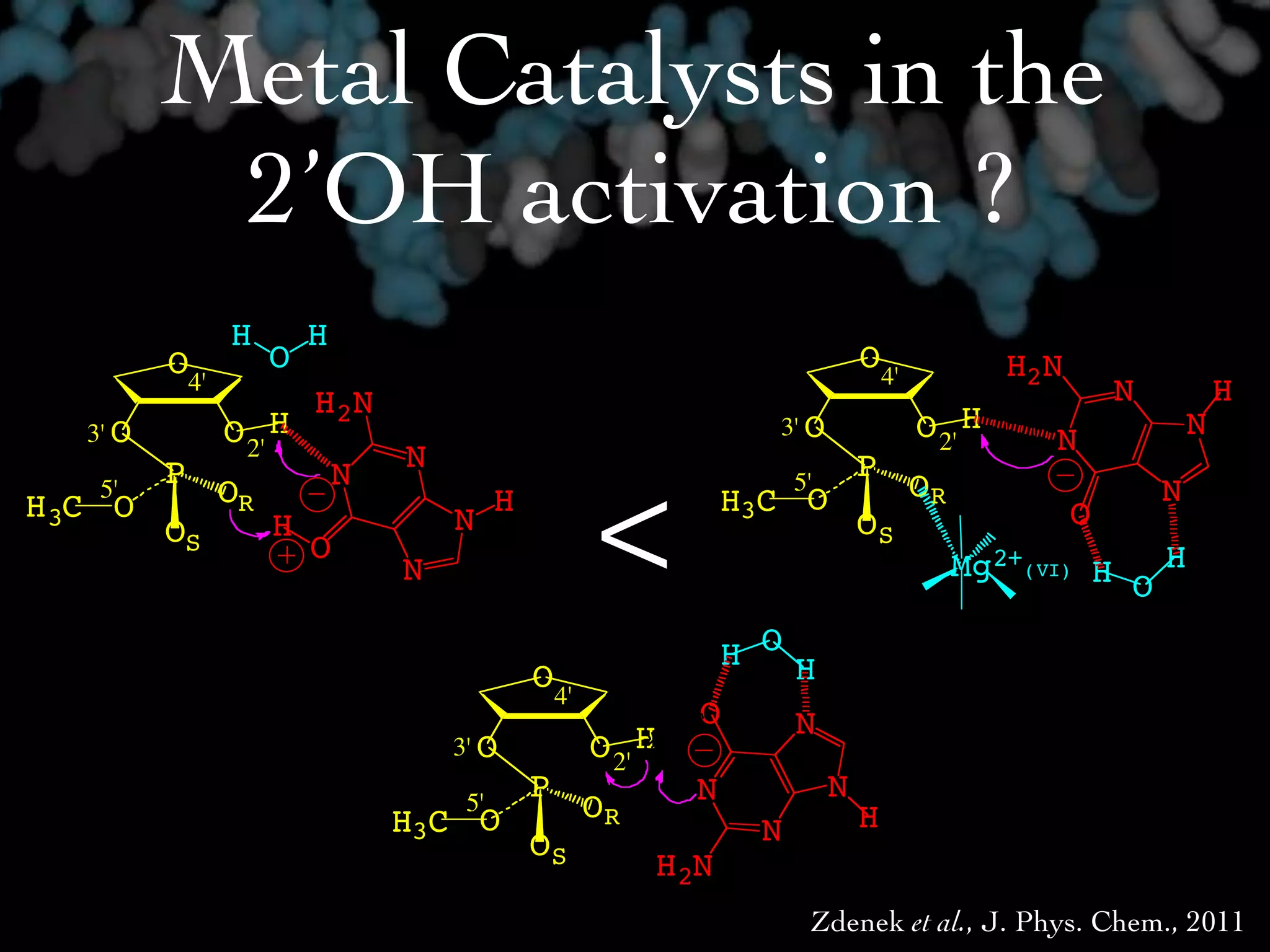 Metal Catalysts in the
          2’OH activation ?
               H        H
         O4'        O                                                          O
                                                                                   4'            H2N
                        H 2N                                                                               N           H
               O 2' H                                                                   O 2' H


                                                    <
  3' O                                                             3' O
                                                                                                   N               N
         P                      N                                              P
   5'          OR           N                                         5'                OR                     N
H3C O                                     H                      H3C O                                 O
         OS         H               N                                          OS
                        O                                                                                 H
                                N                                                            Mg2+(VI) H
                                                                                                        O
                                                              H OH
                                              O4'
                                                             O   N
                                    3' O            O 2' H
                                              P              N             N
                                H3C O
                                     5'             OR                         H
                                              OS                  N
                                                         H2N
                                                                       Zdenek et al., J. Phys. Chem., 2011
 