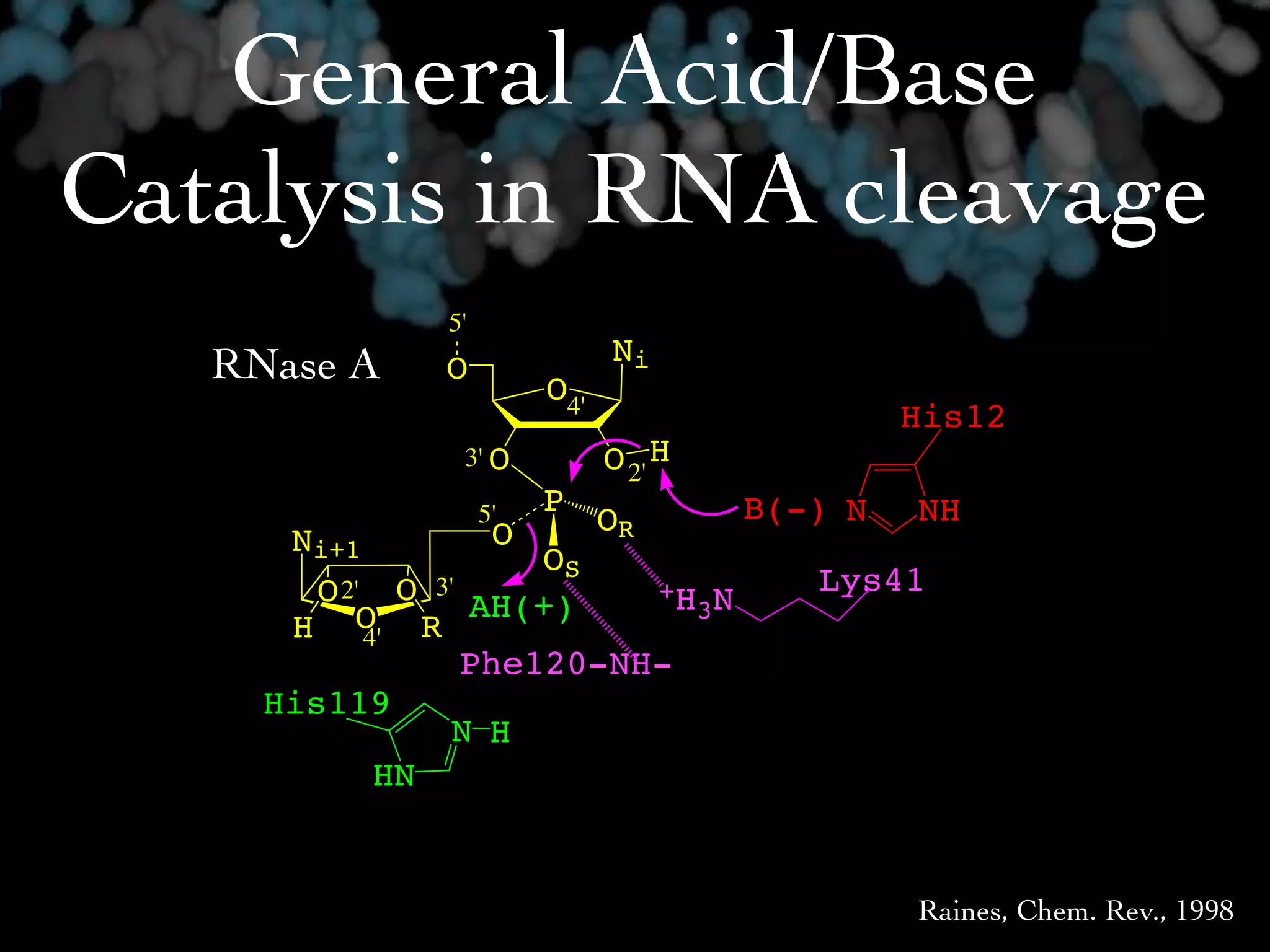 General Acid/Base
Catalysis in RNA cleavage
              5'
   RNase A                    Ni
              O
                        O4'
                                                His12
               3' O           O 2' H
                   5'   P              B(-) N   NH
                   O          OR
      Ni+1
                     OS
        O 2' O 3' AH(+)   +H N            Lys41
           O R              3
      H 4'
                 Phe120-NH-
     His119
                N H
            HN


                                                Raines, Chem. Rev., 1998
 