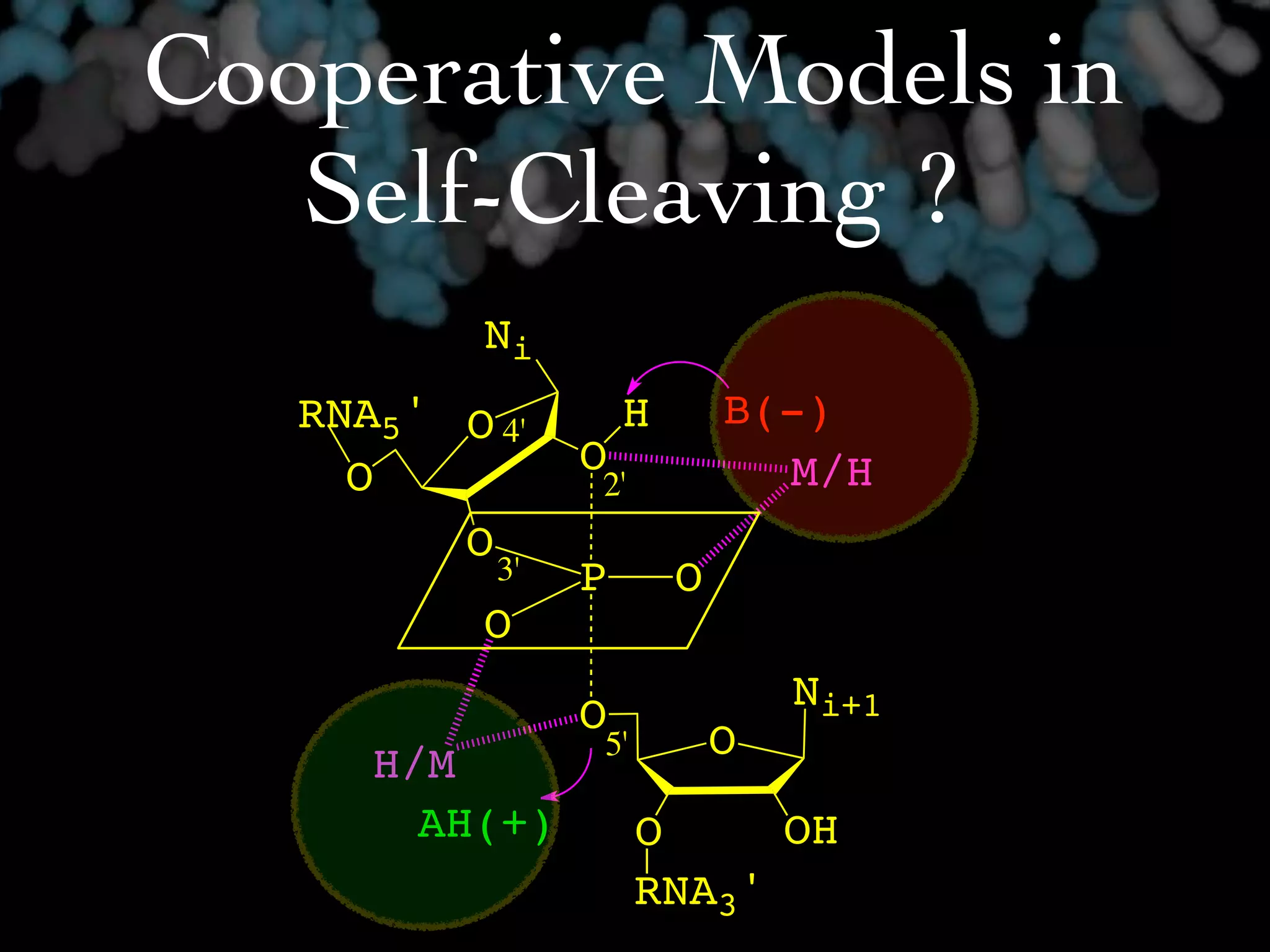 Cooperative Models in
   Self-Cleaving ?
           Ni
   RNA5' O 4'       H       B(-)
     O          O             M/H-R
                2'
         O
           3'   P       O
           O
                                Ni+1
                O
                5'          O
   R-H/M
       AH(+)         O     OH
                     RNA3'
 