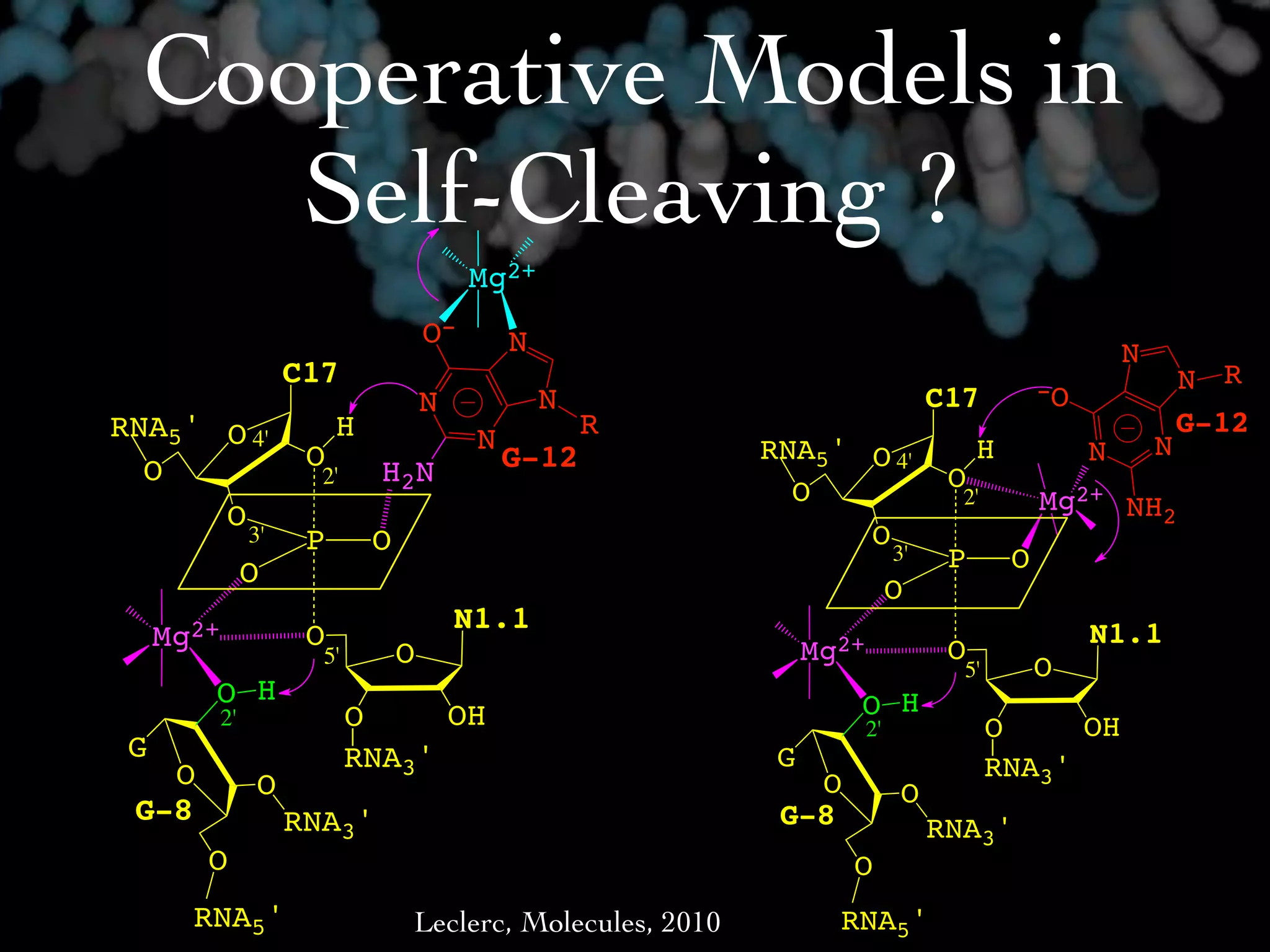 Cooperative Models in
     Self-Cleaving ?
                                            Mg2+
                                       O-       N                                                         N
                      C17                                                                        -O               N R
                                       N            N                               C17
RNA5' O 4'                 H                            R                                                         G-12
                                            N                 RNA5' O 4'                 H            N       N
  O                    O       H2N              G-12
                        2'
                                                                O                    O
      O
                                                                                      2'         Mg2+ NH2
                 3'    P       O                                    O
                                                                               3'    P       O
                 O
                                                                               O
                                           N1.1
     Mg2+              O                                           Mg2+              O
                                                                                                      N1.1
                        5'         O                                                  5'         O
        O H                                                           O H
            2'               O     OH                                     2'               O     OH
 G                           RNA3'                             G
   O                                                                                       RNA3'
                  O                                              O              O
 G-8                  RNA3'                                    G-8                  RNA3'
        O                                                             O
       RNA5'                       Leclerc, Molecules, 2010          RNA5'
 