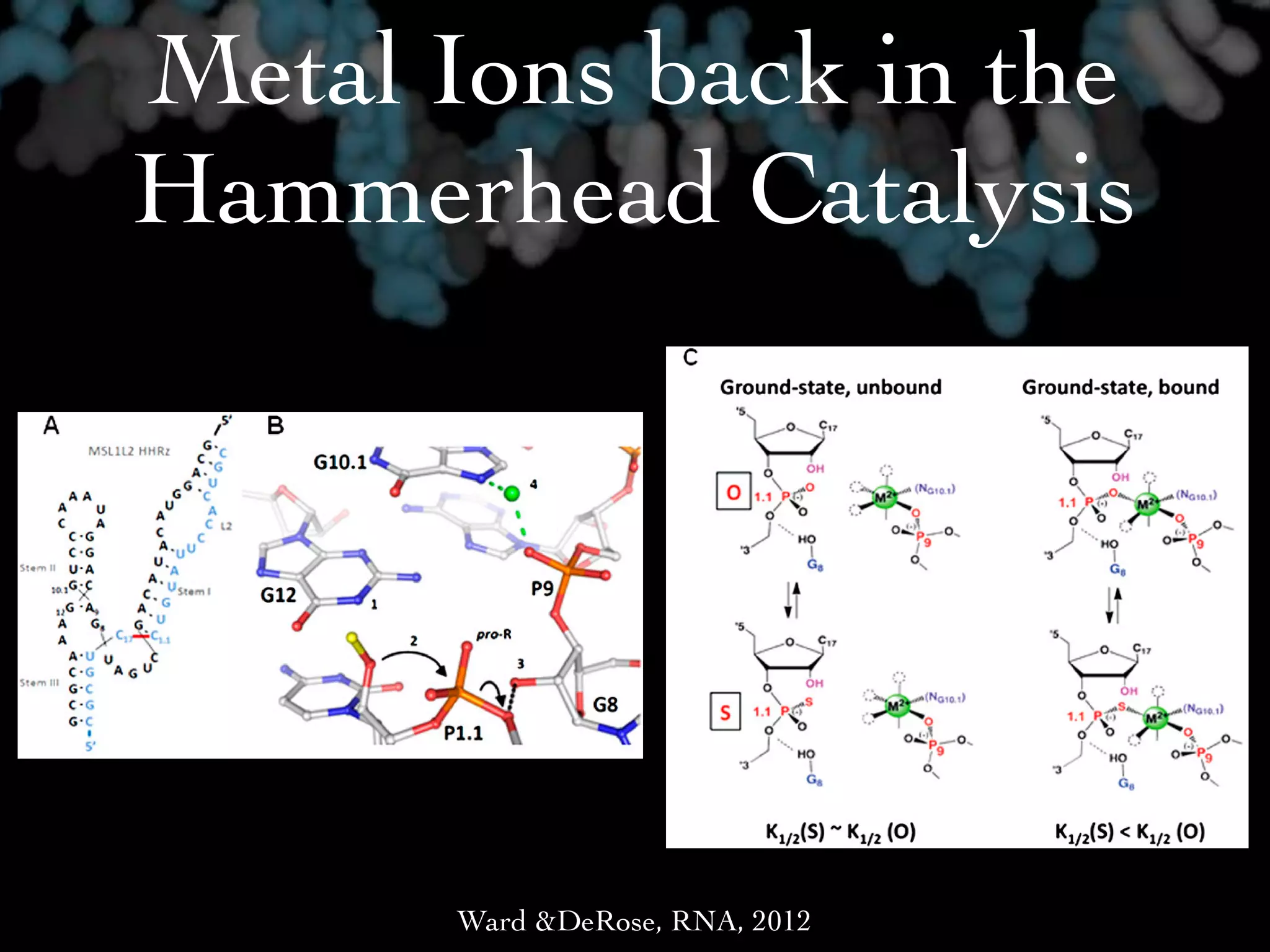 Metal Ions back in the
  and DeRose 2000; Boots et al. 2008). Moderate rates of
  catalysis can also be achieved in molar concentrations of
  monovalent cations, an important property that helped to
  uncover the critical roles of nucleobases in the HHRz re-


             Hammerhead Catalysis
  action mechanism (Murray et al. 1998; O’Rear et al. 2001;
  Bevilacqua et al. 2004). At physiological ionic strengths, the
  HHRz requires divalent ions for appreciable rates of catal-
11 - Published by Cold Spring Harbor Laboratory Press divalent
  ysis; therefore, it is reasonable to assume that the
  metal-dependent channel is the primary mode of catalysis in
  nature (Khvorova et al. 2003).
     The HHRz was studied for years in its simplest active
  form, as three short helices meeting at a junction of con-
  served nucleotides that form the active site of the ribozyme
  (for review, see Blount and Uhlenbeck 2005). Studies using
  this ‘‘truncated’’ form of the HHRz (trHHRz) led to a
  model of catalysis in which a catalytic metal in the P9/
  G10.1 site coordinates the pro-R oxygen of the scissile
  phosphate, presumably to stabilize the negative charge of
  the phosphorane transition state (Peracchi et al. 1997;
  Wang et al. 1999). Based on detailed metal-rescue exper-
  iments, Wang et al. (1999) predicted that the metal ion
  coordinates to the P9/G10.1 site in the ground state and
  bridges to the scissile phosphate in the transition state of
  the trHHRz reaction. A ground state that is very different
  from the transition state is consistent with structural
  studies of the truncated HHRz, which in general did not
  show catalytically relevant atoms within appropriate dis-
  tances of the active site (Blount and Uhlenbeck 2005). In
                                                           ˚
  these structures, the P9/G10.1 metal ion site is z20 A away
  from its predicted ligand during catalysis, the pro-R oxygen     FIGURE 1. (A) Secondary structure of the modified Schistosoma
                                                 Ward &DeRose,mansoni HHRz (MSL1L2) (Osborne et al.S. mansoni in these (2OEU)
  of the scissile phosphate (Pley et al. 1994; Scott et al. 1995).  RNA, 2012 active site of the 2005) used HHRz studies.
                                                                   (B) Crystallographic
 