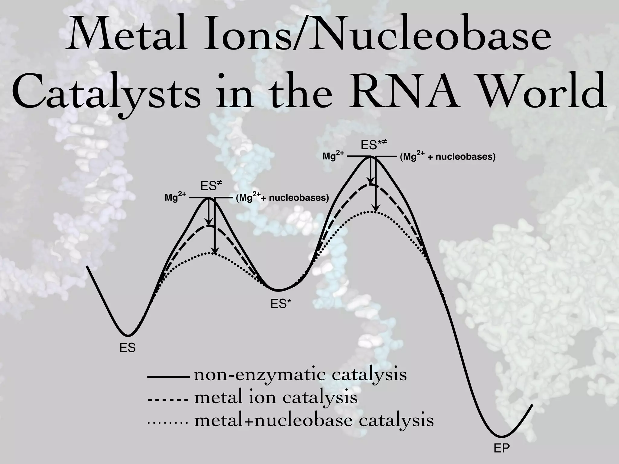 Metal Ions/Nucleobase
Catalysts in the RNA World
                                              ES*≠
                                       Mg2+          (Mg2+ + nucleobases)


                ES≠
         Mg2+         (Mg2++ nucleobases)




                            ES*


    ES

                non-enzymatic catalysis
                metal ion catalysis
                metal+nucleobase catalysis
                                                                        EP
 