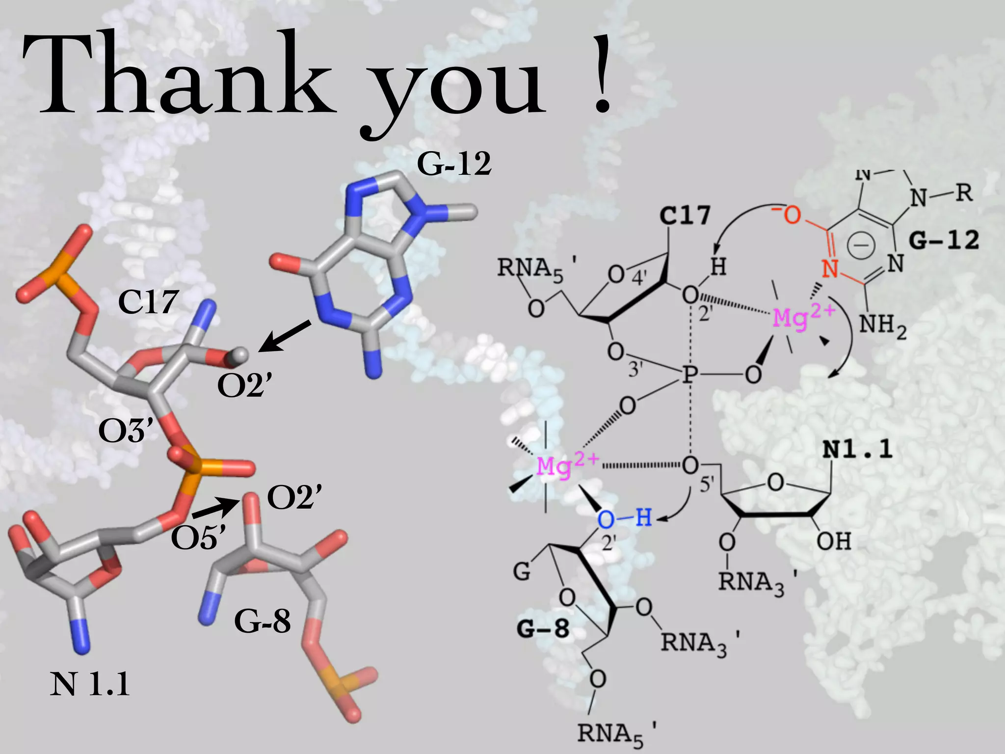 Thank you !
                     G-12


    C17

          O2’
  O3’
               O2’
        O5’

              G-8
N 1.1
 