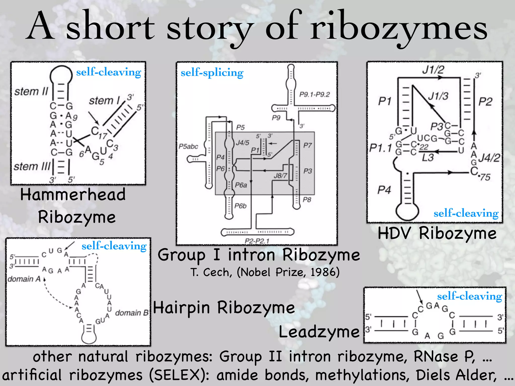 A short story of ribozymes
          self-cleaving      self-splicing




  Hammerhead
    Ribozyme                                                      self-cleaving
                                                             HDV Ribozyme
           self-cleaving
                           Group I intron Ribozyme
                              T. Cech, (Nobel Prize, 1986)
                                                                   self-cleaving
                           Hairpin Ribozyme
                                         Leadzyme
    other natural ribozymes: Group II intron ribozyme, RNase P, ...
artiﬁcial ribozymes (SELEX): amide bonds, methylations, Diels Alder, ...
 