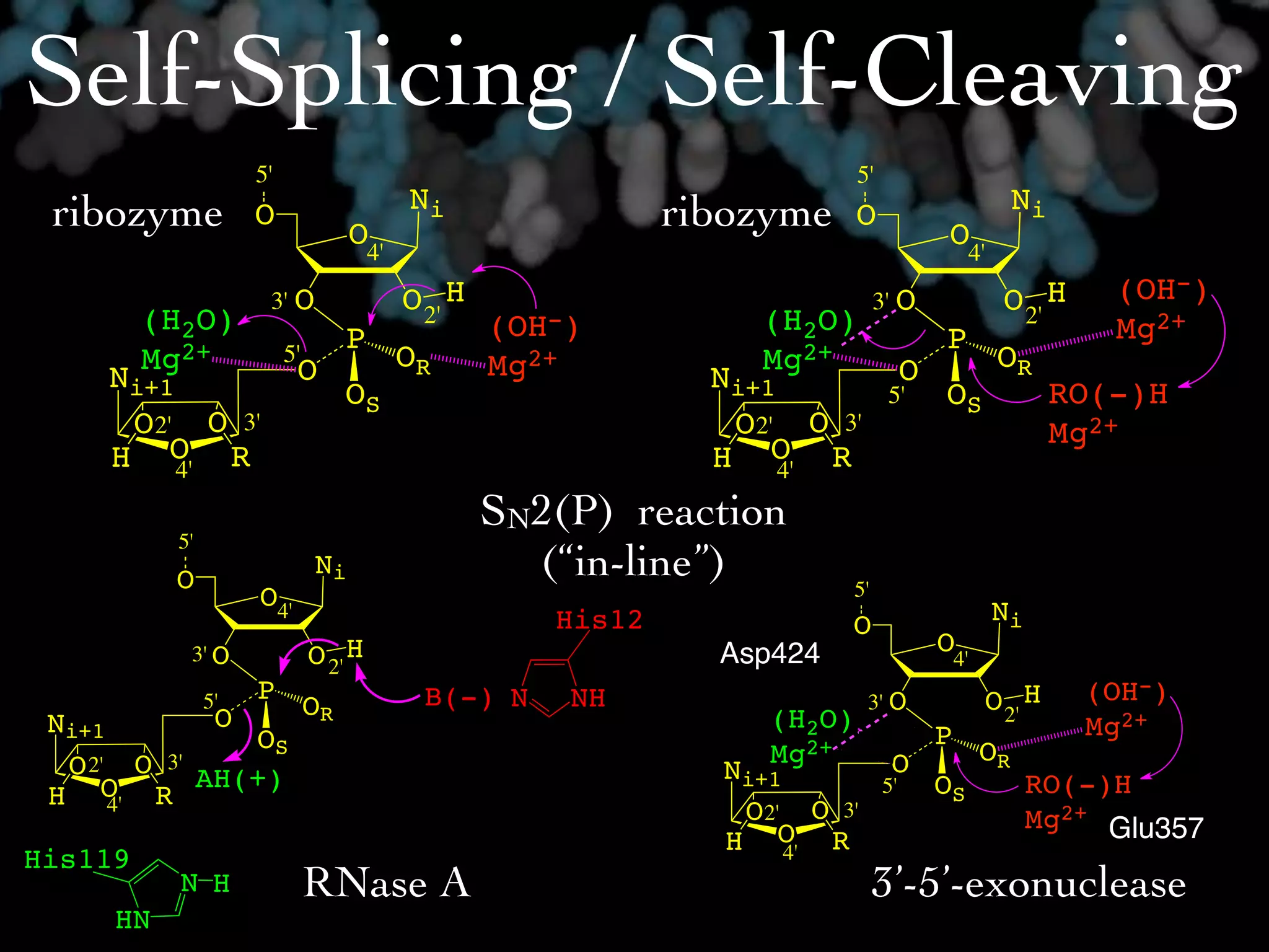 Self-Splicing / Self-Cleaving
                    5'                                                        5'
                                            Ni                                                         Ni
 ribozyme           O
                                   O
                                                                 ribozyme     O
                                                                                             O
                                       4'                                                        4'
                     3' O                   O 2' H                               3' O                 O 2' H    (OH-)
         (H2O)                                       (OH-)            (H2O)                                     Mg2+
                                   P                                                        P
         Mg2+            5'
                          O                 OR       Mg2+             Mg2+              O             OR
     Ni+1                          OS                              Ni+1                                     RO(-)H
                                                                                   5'       OS
      O2' O 3'                                                      O2' O 3'                                Mg2+
     H O R4'                                                       H O R4'
                                                     SN2(P) reaction
          5'
          O                   Ni                       (“in-line”)          5'
                    O4'                                                                               Ni
                                                        His12               O
           3' O               O 2' H                               Asp424                   O4'
               5'   P
                              OR              B(-) N        NH                 3' O               O 2' H       (OH-)
 Ni+1           O                                                     (H2O)                                    Mg2+
               OS                                                                           P
  O 2' O 3' AH(+)                                                     Mg2+          O             OR
                                                                   Ni+1                     OS             RO(-)H
 H O R4'
                                                                                   5'
                                                                    O2' O 3'                               Mg2+ Glu357
                                                                   H O R4'
His119
           N H                RNase A                                            3’-5’-exonuclease
     HN
 