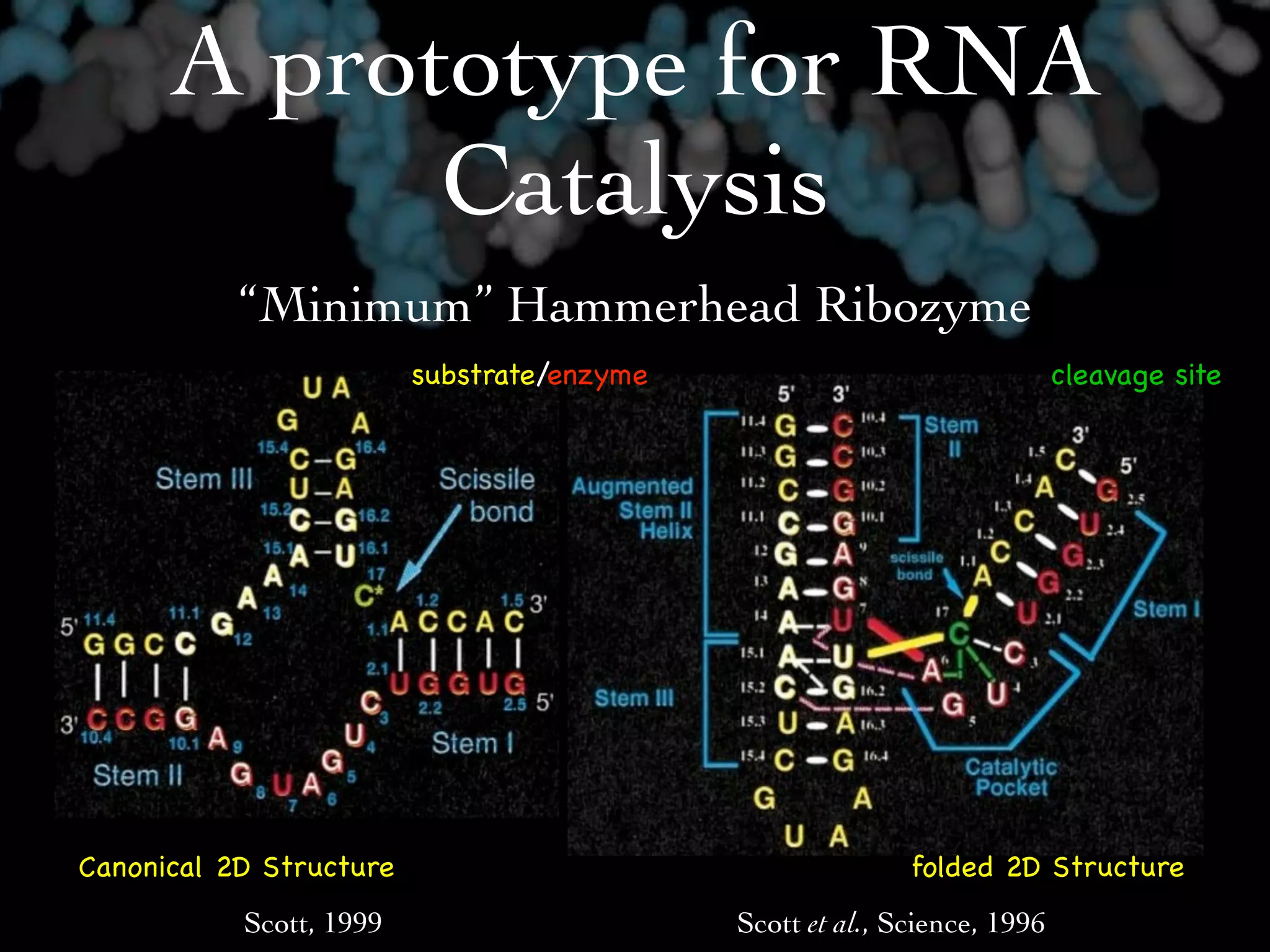 A prototype for RNA
            Catalysis
           “Minimum” Hammerhead Ribozyme
                         substrate/enzyme                                 cleavage site




Canonical 2D Structure                                     folded 2D Structure
           Scott, 1999                      Scott et al., Science, 1996
 