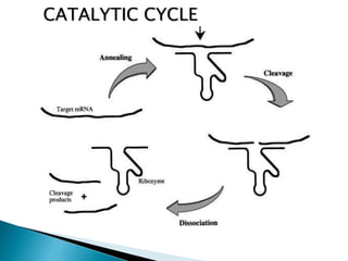 CATALYTIC CYCLE
 