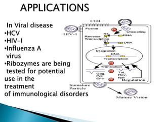 APPLICATIONS
In Viral disease
•HCV
•HIV-I
•Influenza A
virus
•Ribozymes are being
tested for potential
use in the
treatment
of immunological disorders
 