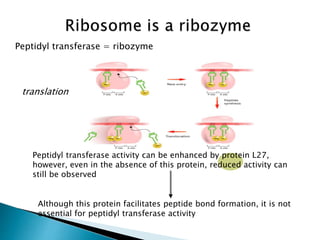 Peptidyl transferase = ribozyme
translation
Peptidyl transferase activity can be enhanced by protein L27,
however, even in the absence of this protein, reduced activity can
still be observed
Although this protein facilitates peptide bond formation, it is not
essential for peptidyl transferase activity
 