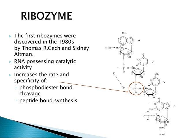 ribozyme function