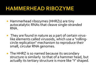  Hammerhead ribozymes (HHRZs) are tiny
autocatalytic RNAs that cleave single-stranded
RNA.
 They are found in nature as a part of certain virus-
like elements called virusoids, which use a "rolling-
circle replication" mechanism to reproduce their
small, circular RNA genomes.
 The HHRZ is so named because its secondary
structure is similarly to that of a hammer head, but
actually its tertiary structure is more like ‘Y’ shaped.
 