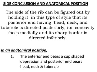 SIDE CONCLUSION AND ANATOMICAL POSITION
The side of the rib can be figured out by
holding it in this type of style that its
posterior end having head, neck, and
tubercle is directed posteriorly, its concavity
faces medially and its sharp border is
directed inferiorly.
In an anatomical position,
1. The anterior end bears a cup shaped
depression and posterior end bears
head, neck & tubercle
 