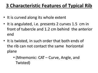 3 Characteristic Features of Typical Rib
• It is curved along its whole extent
• It is angulated, i.e. presents 2 curves 1.5 cm in
front of tubercle and 1.2 cm behind the anterior
end
• It is twisted, in such order that both ends of
the rib can not contact the same horizontal
plane
• (Mnemonic: CAT – Curve, Angle, and
Twisted)
 