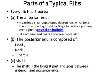 Parts of a Typical Ribs
• Every rib has 3 parts:
• (a) The anterior end,
• It carries a small cup shaped depression, which joins
the corresponding costal cartilage to create a primary
cartilaginous costochondral joint.
• The anterior end bears a concave depression.
• (b) The posterior end is composed of:
– Head ,
– Neck ,
– Tubercle
• (c) shaft.
– The shaft is the longest part and goes between
anterior and posterior ends.
 