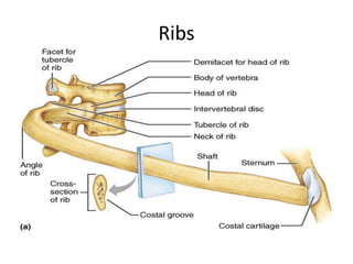 Ribs
 
