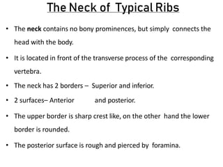 The Neck of Typical Ribs
• The neck contains no bony prominences, but simply connects the
head with the body.
• It is located in front of the transverse process of the corresponding
vertebra.
• The neck has 2 borders – Superior and inferior.
• 2 surfaces– Anterior and posterior.
• The upper border is sharp crest like, on the other hand the lower
border is rounded.
• The posterior surface is rough and pierced by foramina.
 