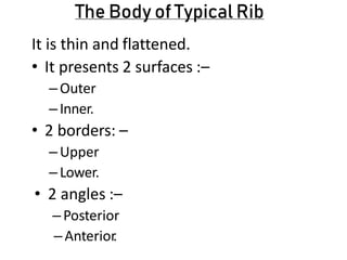 The Body of Typical Rib
It is thin and flattened.
• It presents 2 surfaces :–
–Outer
–Inner.
• 2 borders: –
–Upper
–Lower.
• 2 angles :–
–Posterior
–Anterior
.
 