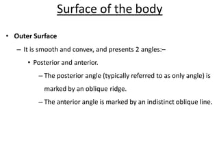 Surface of the body
• Outer Surface
– It is smooth and convex, and presents 2 angles:–
• Posterior and anterior.
– The posterior angle (typically referred to as only angle) is
marked by an oblique ridge.
– The anterior angle is marked by an indistinct oblique line.
 