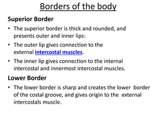 Borders of the body
Superior Border
• The superior border is thick and rounded, and
presents outer and inner lips:
• The outer lip gives connection to the
external intercostal muscles.
• The inner lip gives connection to the internal
intercostal and innermost intercostal muscles.
Lower Border
• The lower border is sharp and creates the lower border
of the costal groove, and gives origin to the external
intercostals muscle.
 