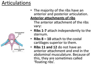Articulations
• The majority of the ribs have an
anterior and posterior articulation.
Anterior attachments of ribs
The anterior attachment of the ribs
vary:
• Ribs 1-7 attach independently to the
sternum.
• Ribs 8 – 10 attach to the costal
cartilages superior to them.
• Ribs 11 and 12 do not have an
anterior attachment and end in the
abdominal musculature. Because of
this, they are sometimes called
‘floating ribs’.
 
